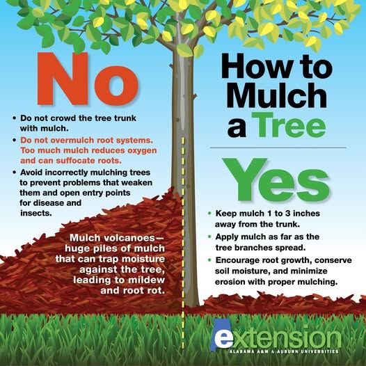 proper mulching infographic