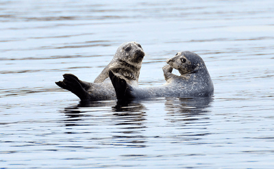 Animal Wildlife in the Water
