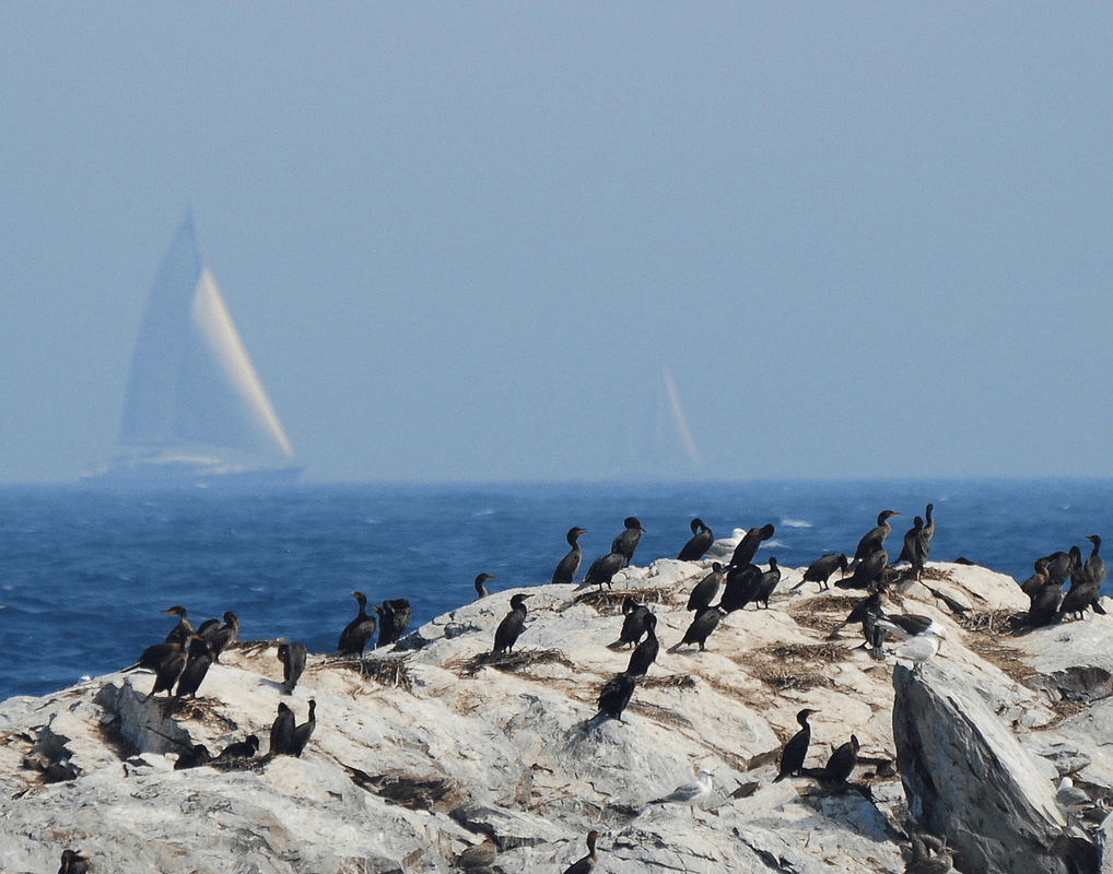 Birds by the Sea Side